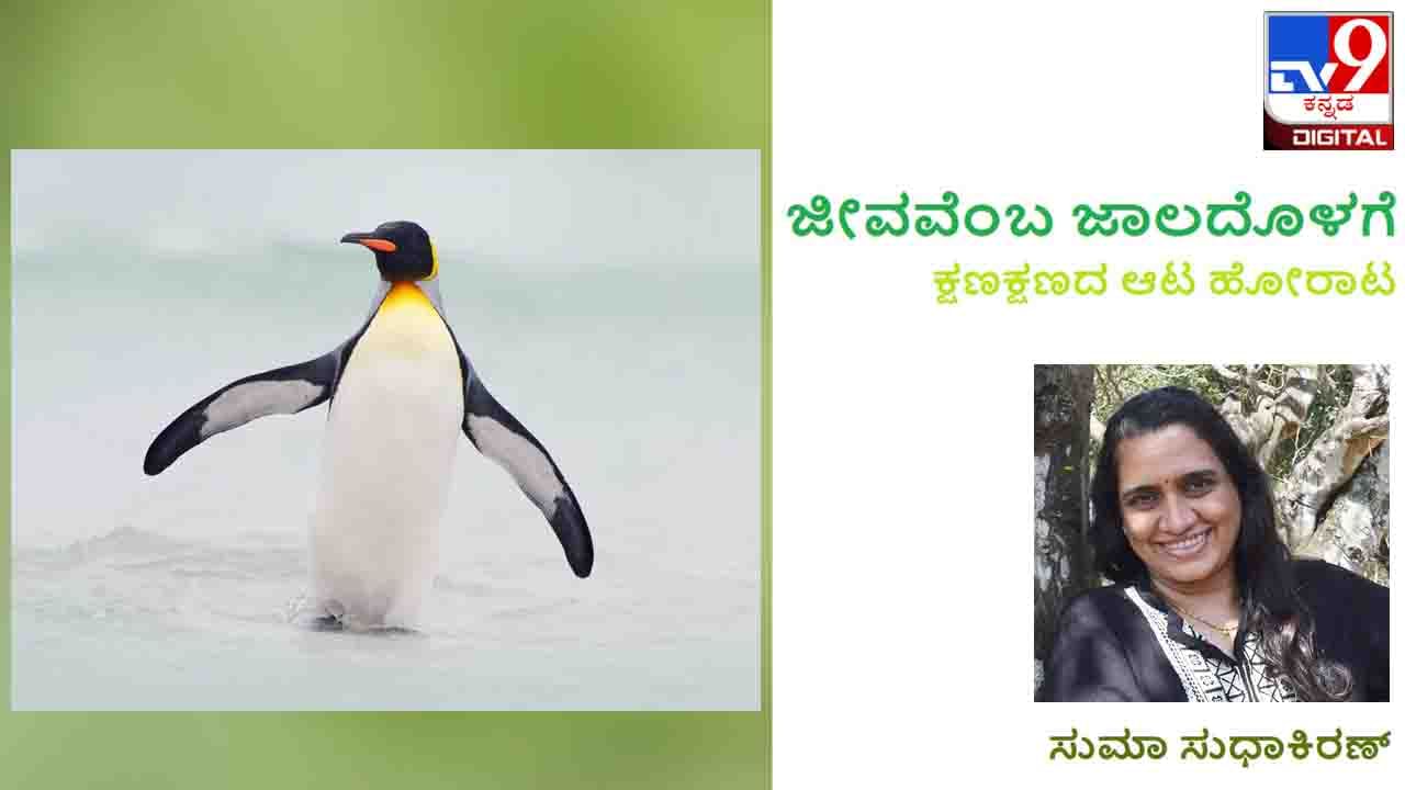 Science and Environment : ಜೀವವೆಂಬ ಜಾಲದೊಳಗೆ: ಪಕ್ಷಿಯಾದರೂ ಪೆಂಗ್ವಿನ್ ಯಾಕೆ ಹಾರದು?