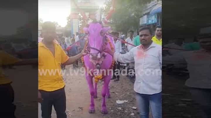 ಆರು ವರ್ಷಗಳ ಹಿಂದೆ 45,000 ರೂ. ಗಳಿಗೆ ಖರೀದಿಸಲ್ಪಟ್ಟ ಹೋರಿ ರೂ. 11.5 ಲಕ್ಷಗಳಿಗೆ ಮಾರಾಟವಾಯಿತು! ಆರು ವರ್ಷಗಳ ಹಿಂದೆ 45,000 ರೂ. ಗಳಿಗೆ ಖರೀದಿಸಲ್ಪಟ್ಟ ಹೋರಿ ರೂ. 11.5 ಲಕ್ಷಗಳಿಗೆ ಮಾರಾಟವಾಯಿತು!