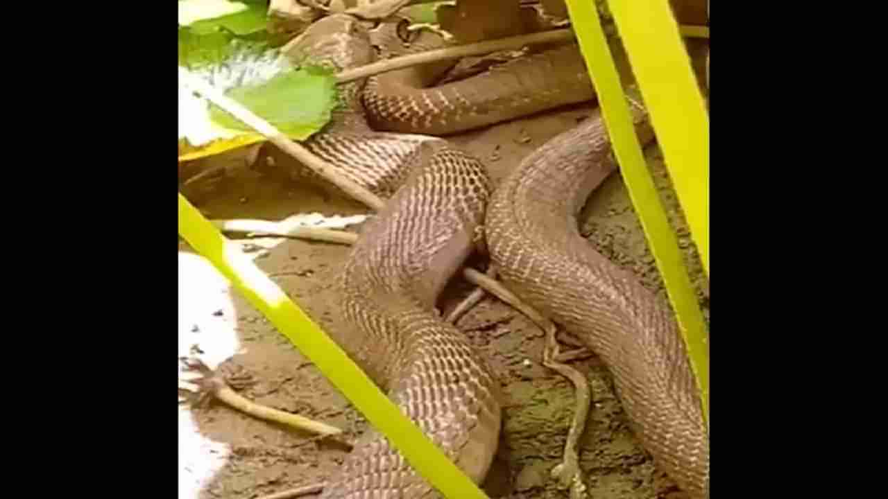 Viral Video: ಕೊಳಕು ಮಂಡಲ ಹಾವನ್ನು ನುಂಗಿದ ನಾಗರ ಹಾವು