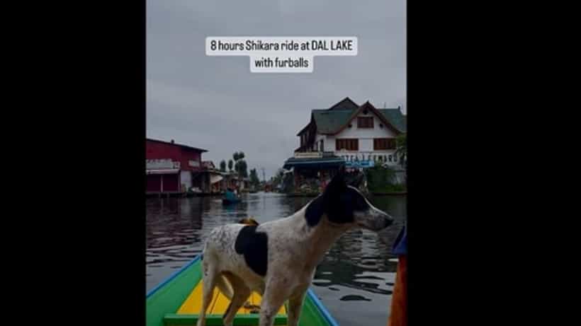 Viral Video: ಕಾಶ್ಮೀರದ ದಾಲ್ ಸರೋವರದಲ್ಲಿ ಶ್ವಾನಗಳ ಶಿಕಾರಾ ಸವಾರಿ