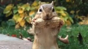 Viral Video: ನೆಲಗಡಲೆಯನ್ನು ತಿನ್ನಲು ಹರಸಾಹಸ ಪಡುತ್ತಿರುವ ಅಳಿಲು!