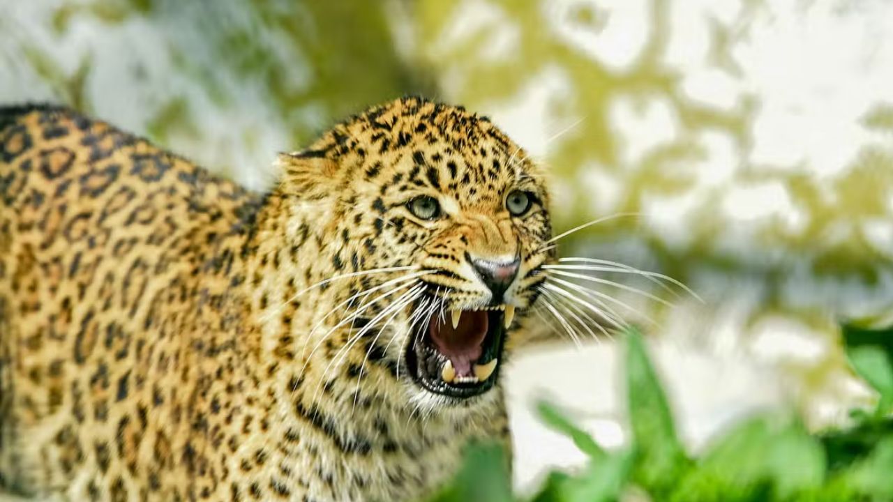 Leopard Attack : 6 ವರ್ಷದ ಬಾಲಕಿಯನ್ನು ಕೊಂದ ಚಿರತೆ
