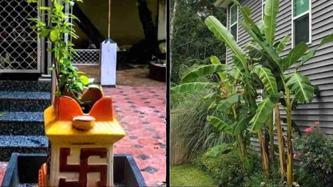 Banana plant: ಮನೆಯಲ್ಲಿ ಬಾಳೆ ಗಿಡ ಬೆಳೆಸಲು ಆಲೋಚಿಸುತ್ತಿದ್ದೀರಾ? ಮೊದಲು ಈ ವಾಸ್ತು ನಿಯಮಗಳನ್ನು ಪಾಲಿಸಿ