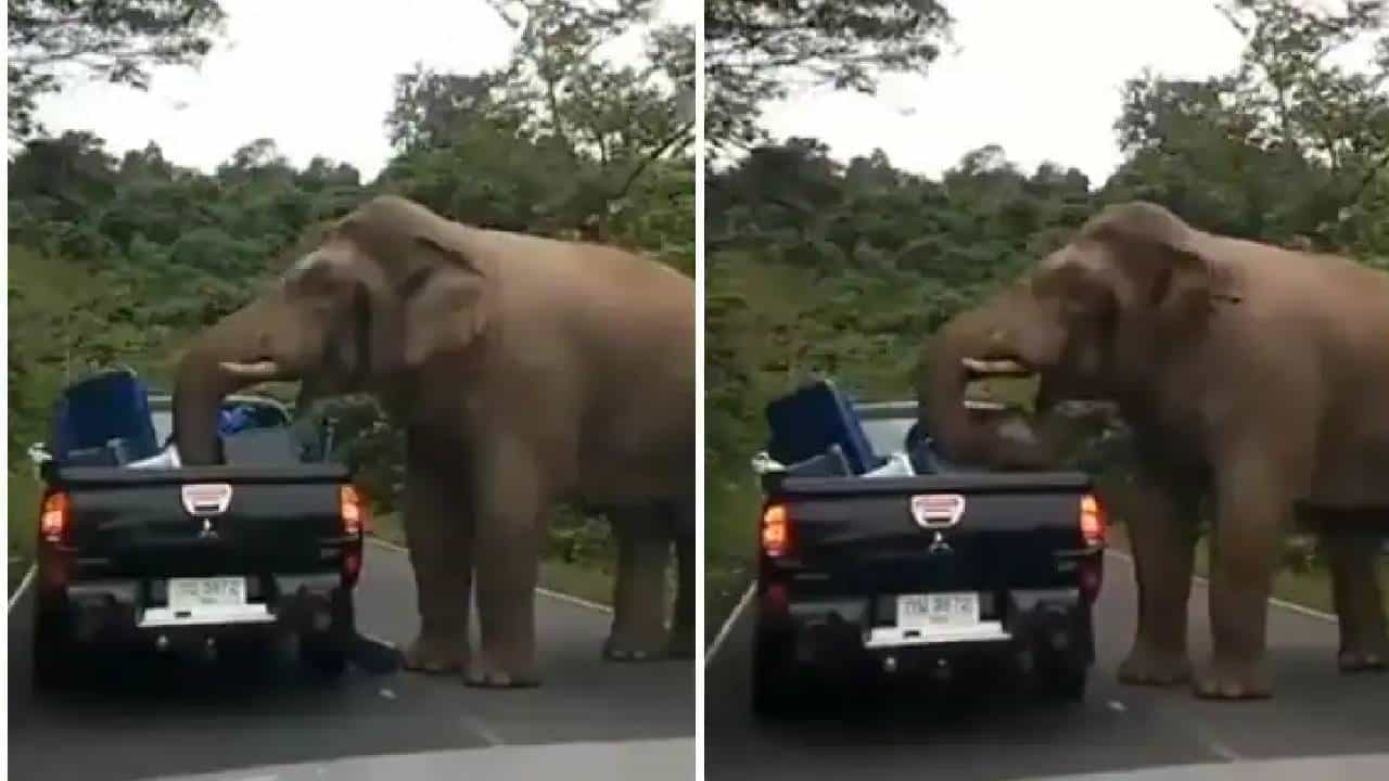 Viral Video: ರಸ್ತೆ ಮಧ್ಯೆ ವಾಹನಕ್ಕೆ ಅಡ್ಡ ಹಾಕಿ, ಆಹಾರಕ್ಕಾಗಿ ಹುಡುಕಾಡಿದ ಆನೆ; ವಿಡಿಯೋ ವೈರಲ್