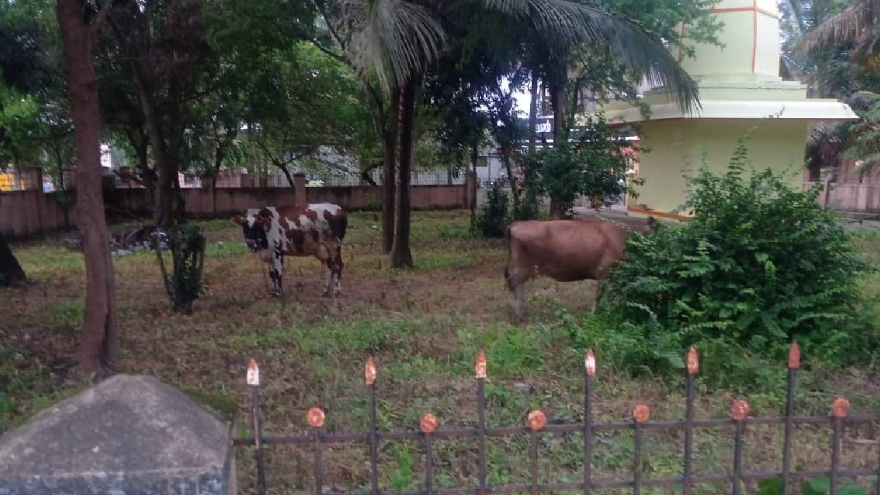 ಪೊಲೀಸ್ ಠಾಣೆ ಆವರಣದಲ್ಲಿ ಗಿಡ ತಿಂದ ಹಸುಗಳನ್ನು ಬಂಧಿಸಿದ ಬೇಲೂರು ಪೊಲೀಸ್​: ಇದೇನಿದೆ ವಿಚಿತ್ರ ಕ್ರಮ