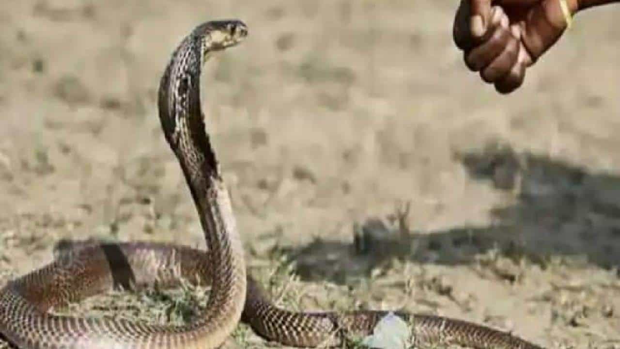 Viral News: ಹೆಂಡತಿಯ ಜೊತೆ ಆಕೆಗೆ ಕಚ್ಚಿದ ಹಾವನ್ನೂ ಆಸ್ಪತ್ರೆಗೆ ಹೊತ್ತೊಯ್ದ ಗಂಡ; ಕಾರಣ ಕೇಳಿ ಶಾಕ್ ಆಗ್ಬೇಡಿ! Viral News: ಹೆಂಡತಿಯ ಜೊತೆ ಆಕೆಗೆ ಕಚ್ಚಿದ ಹಾವನ್ನೂ ಆಸ್ಪತ್ರೆಗೆ ಹೊತ್ತೊಯ್ದ ಗಂಡ; ಕಾರಣ ಕೇಳಿ ಶಾಕ್ ಆಗ್ಬೇಡಿ!