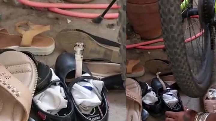 ಅಬ್ಬಬ್ಬಾ! ಬಾಲಕಿ ಶೂ ಒಳಗೆ ನಾಗರಹಾವು; ವಿಡಿಯೋ ಇದೆ ಅಬ್ಬಬ್ಬಾ! ಬಾಲಕಿ ಶೂ ಒಳಗೆ ನಾಗರಹಾವು; ವಿಡಿಯೋ ಇದೆ