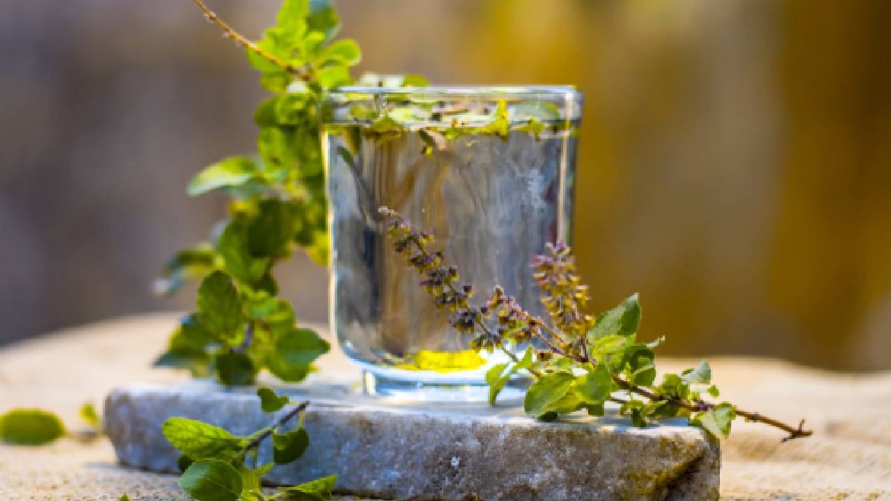 Watering tulsi plant: ಮನೆಯಲ್ಲಿ ನೆಟ್ಟ ತುಳಸಿ ಗಿಡ ಪದೇ ಪದೇ ಒಣಗುತ್ತಿದೆಯಾ? ಹಾಗಾದರೆ ಈ ವಿಧಾನ ಫಾಲೋ ಮಾಡಿ