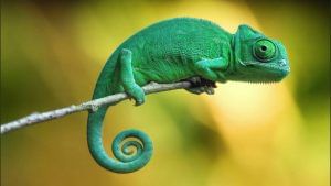 chameleon changes colour: ಮೈಬಣ್ಣ ಬದಲಿಸುವ ಊಸರವಳ್ಳಿಯ ಒಳಗುಟ್ಟು ಏನು ಗೊತ್ತಾ..!