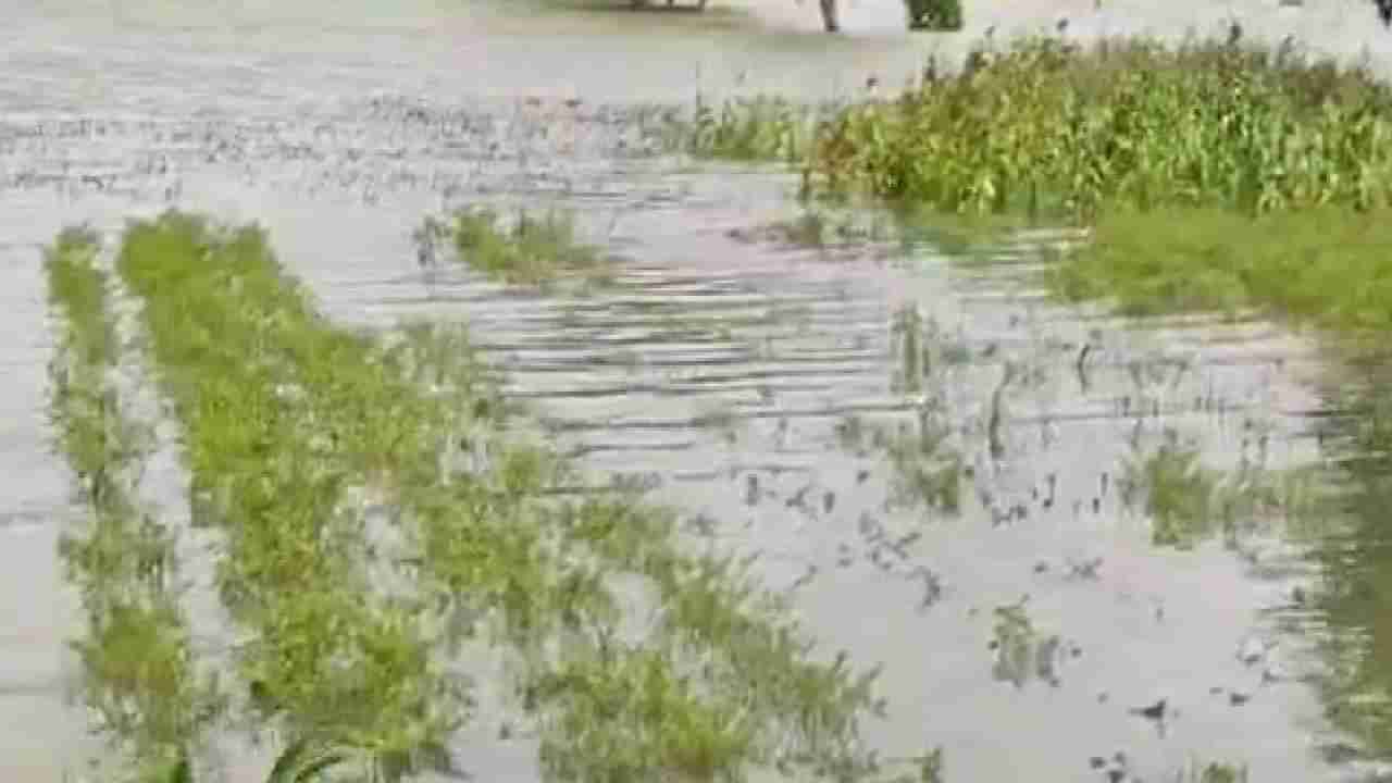 Karnataka Rain: ಭಾರೀ ಮಳೆಯಿಂದಾಗಿ ನೂರಾರು ಎಕರೆ ಭತ್ತದ ಗದ್ದೆಗೆ ನುಗ್ಗಿದ ನೀರು: ಬೆಳಗಾವಿ ಜಿಲ್ಲೆಯಲ್ಲಿ ಮಳೆ ಅವಾಂತರ