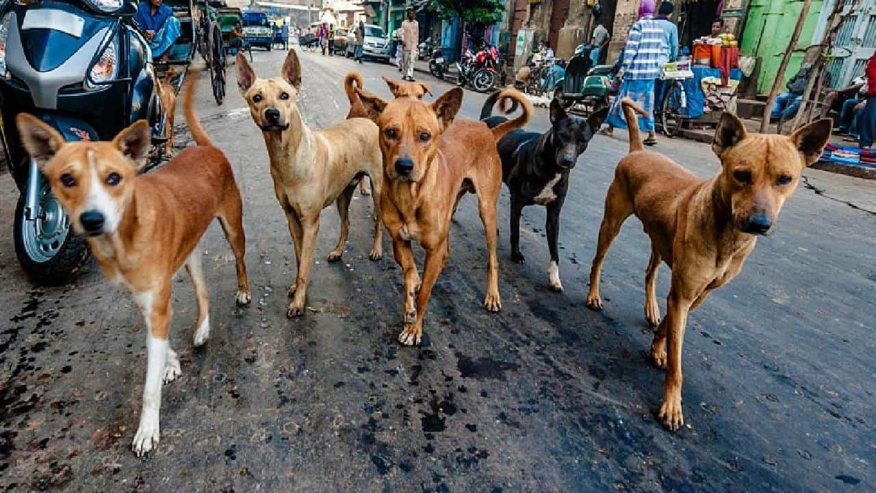 Belagavi News: ನಾಯಿಗಳ ಹಾವಳಿಗೆ ಬೆಚ್ಚಿಬಿದ್ದ ಕುಂದಾನಗರಿ ಜನ: 6 ತಿಂಗಳಲ್ಲಿ 14 ಸಾವಿರ ಜನರಿಗೆ ಕಚ್ಚಿರುವ ನಾಯಿಗಳು Belagavi News: ನಾಯಿಗಳ ಹಾವಳಿಗೆ ಬೆಚ್ಚಿಬಿದ್ದ ಕುಂದಾನಗರಿ ಜನ: 6 ತಿಂಗಳಲ್ಲಿ 14 ಸಾವಿರ ಜನರಿಗೆ ಕಚ್ಚಿರುವ ನಾಯಿಗಳು