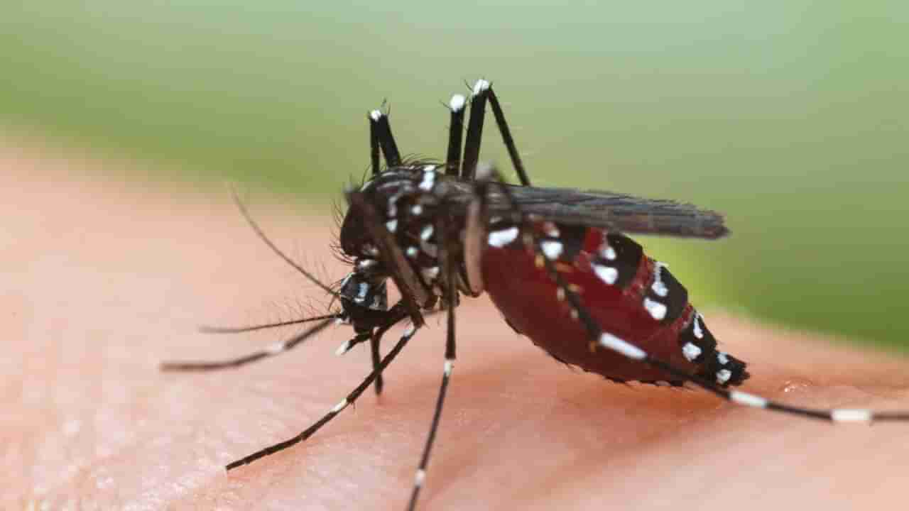 Dengue Fever: ಕರ್ನಾಟಕದಲ್ಲಿ ಹೆಚ್ಚಾಗುತ್ತಿದೆ ಡೆಂಘಿ ಕೇಸ್; ಯಾವ ಜಿಲ್ಲೆಯಲ್ಲಿ ಎಷ್ಟು ಪ್ರಕರಣ