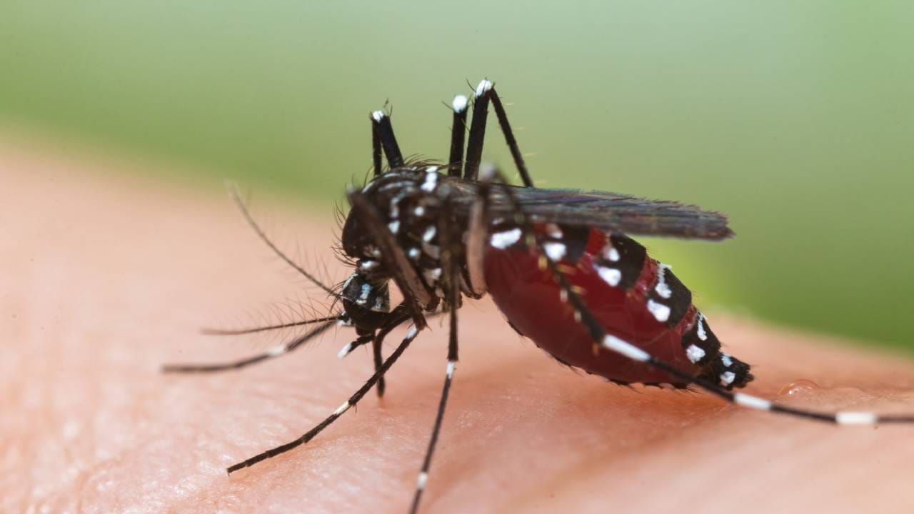 Dengue Fever: ಕರ್ನಾಟಕದಲ್ಲಿ ಹೆಚ್ಚಾಗುತ್ತಿದೆ ಡೆಂಘಿ ಕೇಸ್; ಯಾವ ಜಿಲ್ಲೆಯಲ್ಲಿ ಎಷ್ಟು ಪ್ರಕರಣ Dengue Fever: ಕರ್ನಾಟಕದಲ್ಲಿ ಹೆಚ್ಚಾಗುತ್ತಿದೆ ಡೆಂಘಿ ಕೇಸ್; ಯಾವ ಜಿಲ್ಲೆಯಲ್ಲಿ ಎಷ್ಟು ಪ್ರಕರಣ