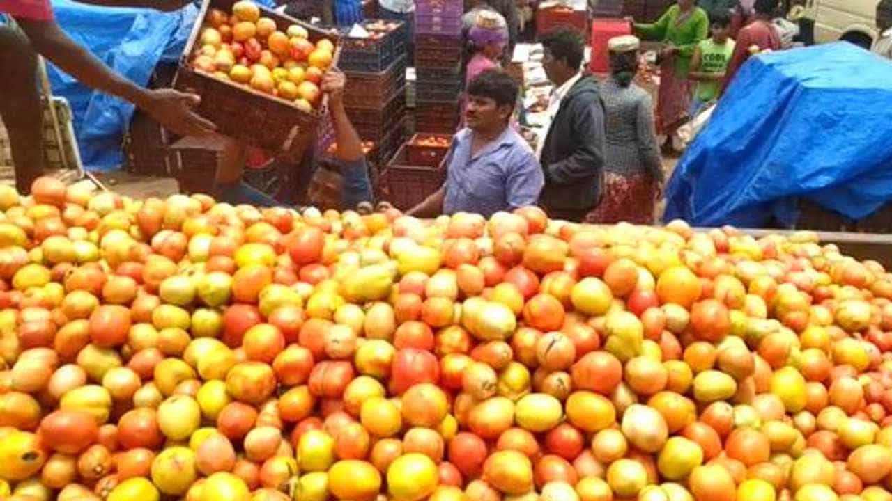 ಉತ್ತರ ಭಾರತದಲ್ಲಿ ಮಹಾಮಳೆ ಎಫೆಕ್ಟ್, ನೆಲಕಚ್ಚಿದ ಟೊಮೆಟೊ ಬೆಲೆ -ಕಷ್ಟಪಟ್ಟು ಬೆಳೆದ ಟೊಮೆಟೊ ತಿಪ್ಪೆಗೆ ಸುರಿದು ರೈತರು ಆಕ್ರೋಶ ಉತ್ತರ ಭಾರತದಲ್ಲಿ ಮಹಾಮಳೆ ಎಫೆಕ್ಟ್, ನೆಲಕಚ್ಚಿದ ಟೊಮೆಟೊ ಬೆಲೆ -ಕಷ್ಟಪಟ್ಟು ಬೆಳೆದ ಟೊಮೆಟೊ ತಿಪ್ಪೆಗೆ ಸುರಿದು ರೈತರು ಆಕ್ರೋಶ