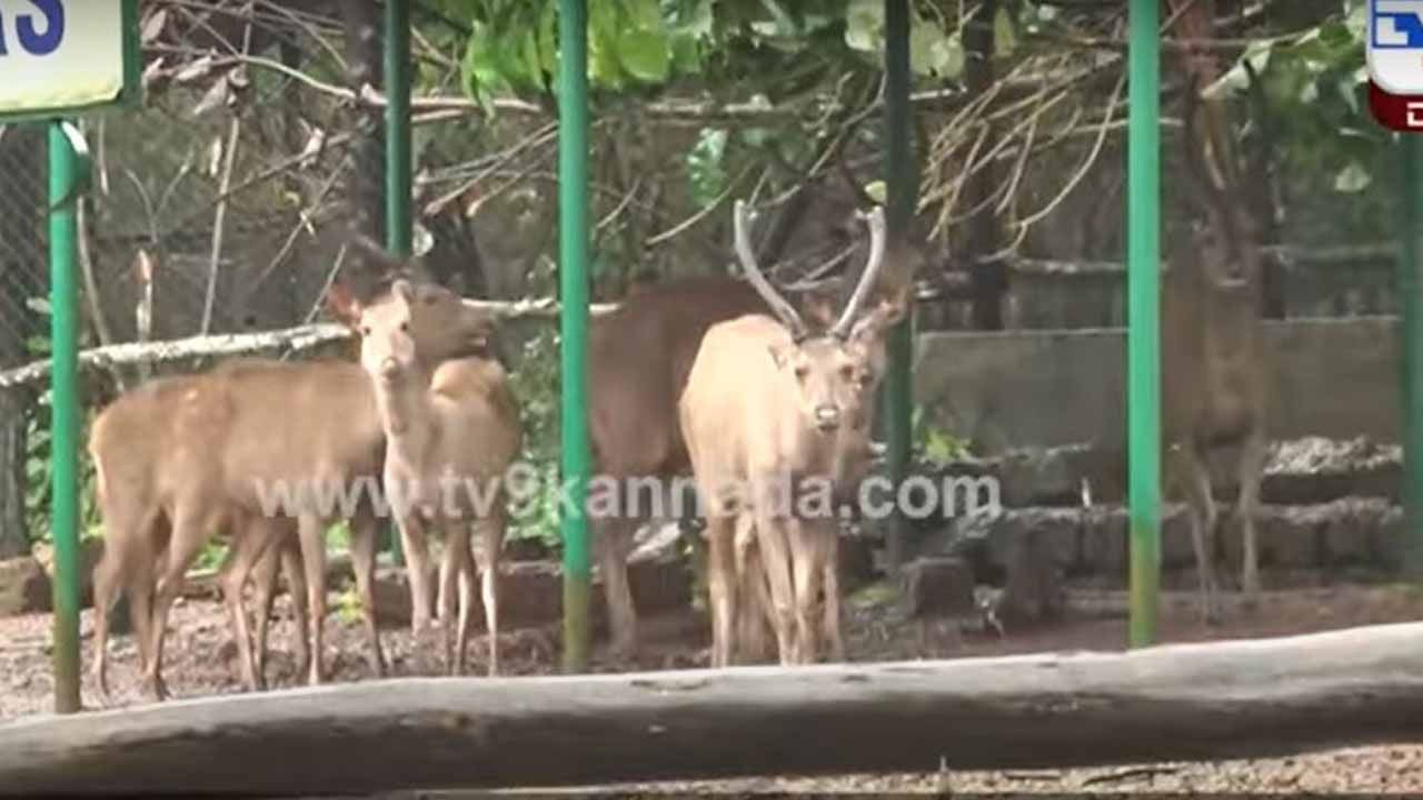 ಮಂಗಳೂರಿನ ಪಿಲಿಕುಳ ಉದ್ಯಾನವನ ಸಂಪೂರ್ಣ ಜಲಾವೃತ, ಅಸ್ತಿತ್ವಕ್ಕೆ ಬಂದ ಬಳಿಕ ಮೊದಲ ಬಾರಿ ಉದ್ಯಾನವನಕ್ಕೆ ಈ ಸ್ಥಿತಿ!
