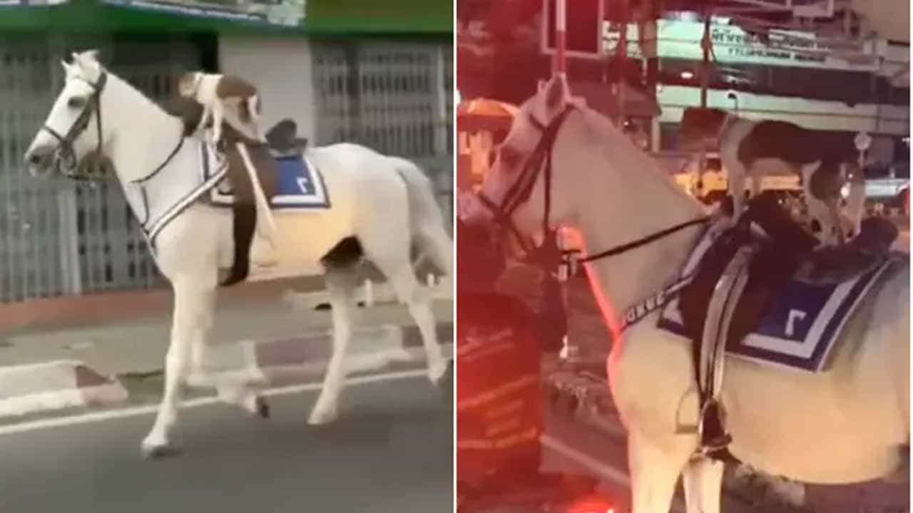 ನಾಯಿ ಕುದುರೆ ಸವಾರಿ ಮಾಡುವುದನ್ನು ನೋಡಿದ್ದೀರಾ? ಇಲ್ಲಿದೆ ವಿಡಿಯೋ ನಾಯಿ ಕುದುರೆ ಸವಾರಿ ಮಾಡುವುದನ್ನು ನೋಡಿದ್ದೀರಾ? ಇಲ್ಲಿದೆ ವಿಡಿಯೋ