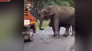 ಮೈಸೂರು ಹೊರವಲಯದ ಹಳ್ಳಿಗಳ ನಿವಾಸಿಗಳಿಗೆ ಕಂಟಕವಾಗಿದ್ದ ಚಿರತೆ ಸೆರೆ, ಬಂಡಿಪುರ ರಾಷ್ಟ್ರೀಯ ಉದ್ಯಾನವನಕ್ಕೆ ರವಾನೆ