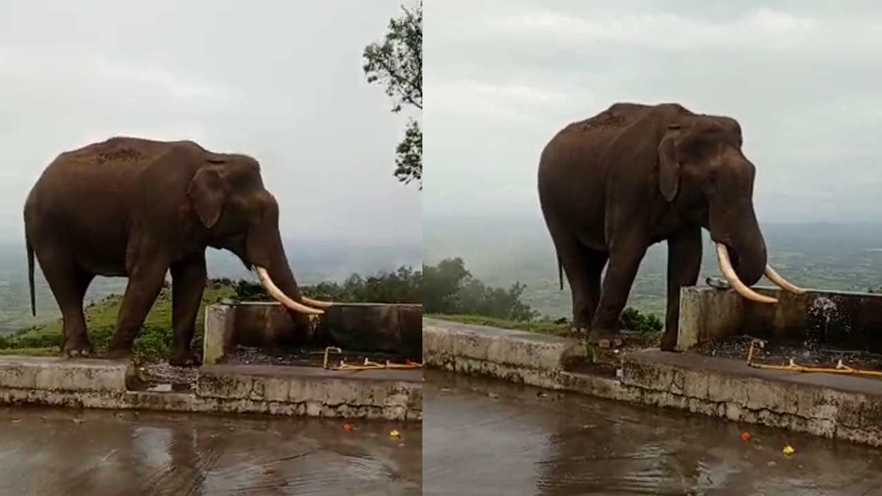 ನಲ್ಲಿಯಲ್ಲಿ ನೀರು ಕುಡಿದ ಕಾಡಾನೆ; ವೈರಲ್ ವಿಡಿಯೋ ನೋಡಿ