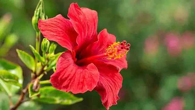 Hibiscus Benefits: ದಾಸವಾಳ ಕೇವಲ ಕೂದಲಿಗಷ್ಟೇ ಅಲ್ಲ, ಇದರಲ್ಲಿದೆ ಅನೇಕ ಆರೋಗ್ಯ ಪ್ರಯೋಜನ