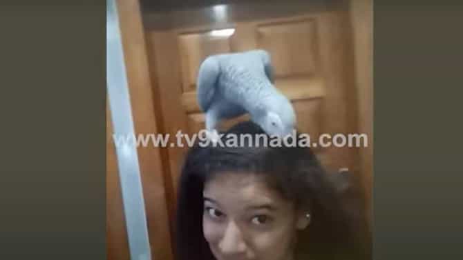 ತುಮಕೂರಿನಲ್ಲಿ ಕಳೆದುಹೋಗಿರುವ ಸಾಕುಗಿಣಿಯನ್ನು ಹುಡುಕಿಕೊಟ್ಟವರಿಗೆ ರೂ. 50,000 ಬಹಮಾನವಂತೆ!
