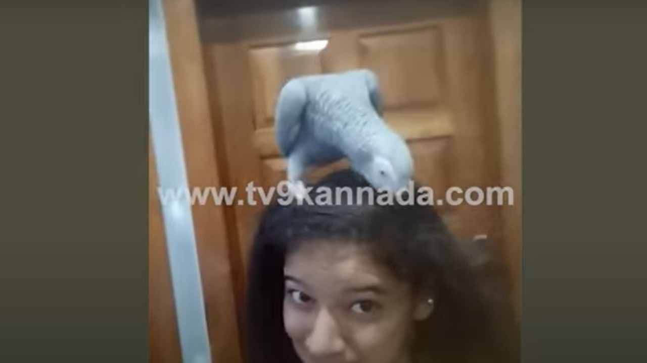 ತುಮಕೂರಿನಲ್ಲಿ ಕಳೆದುಹೋಗಿರುವ ಸಾಕುಗಿಣಿಯನ್ನು ಹುಡುಕಿಕೊಟ್ಟವರಿಗೆ ರೂ. 50,000 ಬಹಮಾನವಂತೆ!