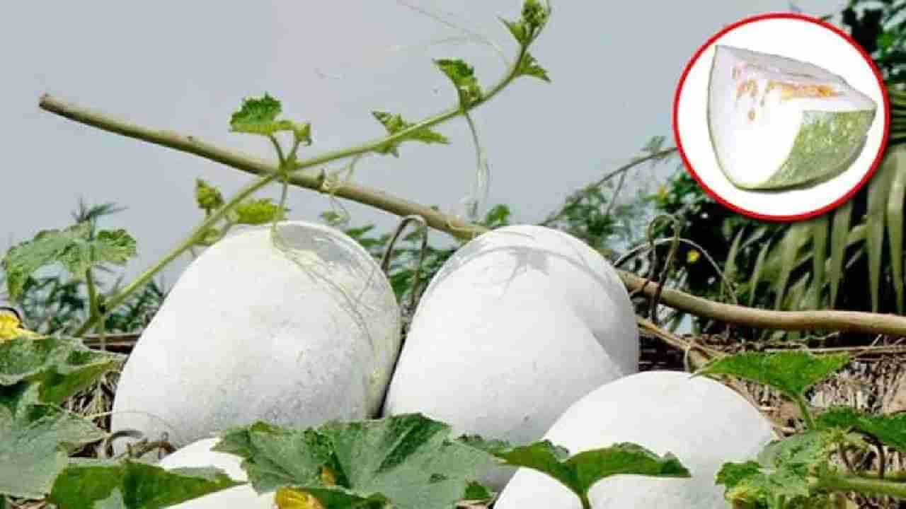 Ash Gourd: ತೂಕ ಇಳಿಸಿಕೊಳ್ಳಬೇಕೆ? ನಿತ್ಯ ಬೂದುಗುಂಬಳಕಾಯಿ ಜ್ಯೂಸ್ ಕುಡಿಯಿರಿ