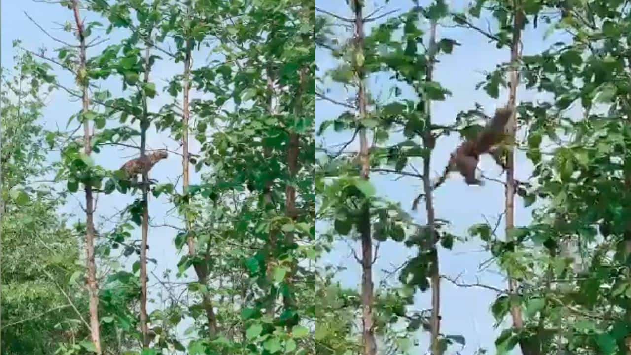 Viral Video: ಮಂಗವನ್ನು ಬೇಟೆಯಾಡುವ ಚಿರತೆಯ ರೋಮಾಂಚನಕಾರಿ ವಿಡಿಯೋ ವೈರಲ್