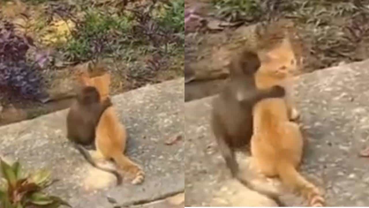 Viral Video: ಮಂಗ ಮತ್ತು ಬೆಕ್ಕಿನ ನಿಷ್ಕಲ್ಮಶ ಸ್ನೇಹ ನೋಡಿ ಫಿದಾ ಆದ ನೆಟ್ಟಿಗರು, ವಾಹ್! ಹೇಗಿದೆ ಗೊತ್ತಾ ವಿಡಿಯೋ? Viral Video: ಮಂಗ ಮತ್ತು ಬೆಕ್ಕಿನ ನಿಷ್ಕಲ್ಮಶ ಸ್ನೇಹ ನೋಡಿ ಫಿದಾ ಆದ ನೆಟ್ಟಿಗರು, ವಾಹ್! ಹೇಗಿದೆ ಗೊತ್ತಾ ವಿಡಿಯೋ?