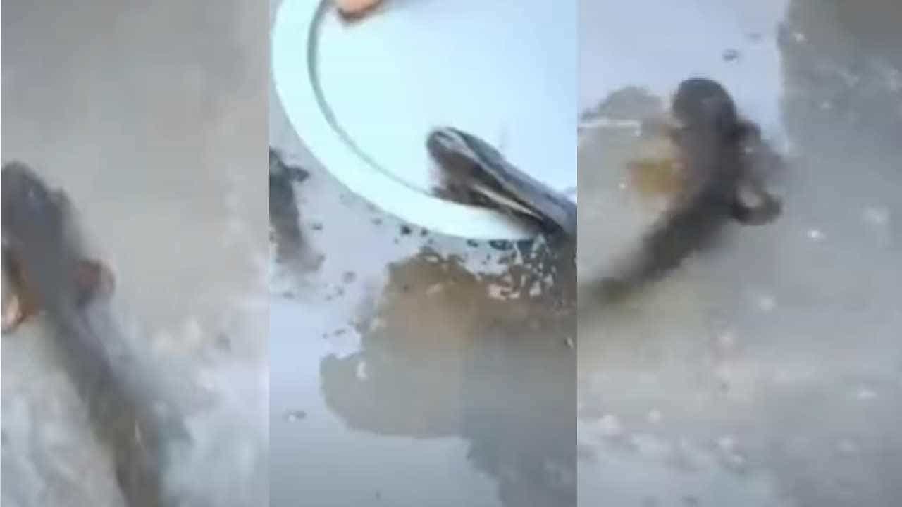 Viral Video: ಮಳೆಯೊಂದಿಗೆ ಭೂಮಿಗೆ ಬಿದ್ದ ಮೀನುಗಳು! ಅಪರೂಪದ ಹವಾಮಾನ ವಿದ್ಯಮಾನಕ್ಕೆ ಸಾಕ್ಷಿಯಾದ ತೆಲಂಗಾಣ Viral Video: ಮಳೆಯೊಂದಿಗೆ ಭೂಮಿಗೆ ಬಿದ್ದ ಮೀನುಗಳು! ಅಪರೂಪದ ಹವಾಮಾನ ವಿದ್ಯಮಾನಕ್ಕೆ ಸಾಕ್ಷಿಯಾದ ತೆಲಂಗಾಣ