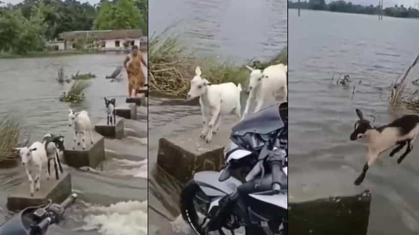 Viral Video: ಹರಿಯುತ್ತಿರುವ ನದಿಯನ್ನು ಎಚ್ಚರಿಕೆಯಿಂದ ದಾಟಿದ ಆಡಿನ ಹಿಂಡು; ಜೀವನದ ಪಾಠ ಕಲಿಸುವ ವಿಡಿಯೋ ವೈರಲ್