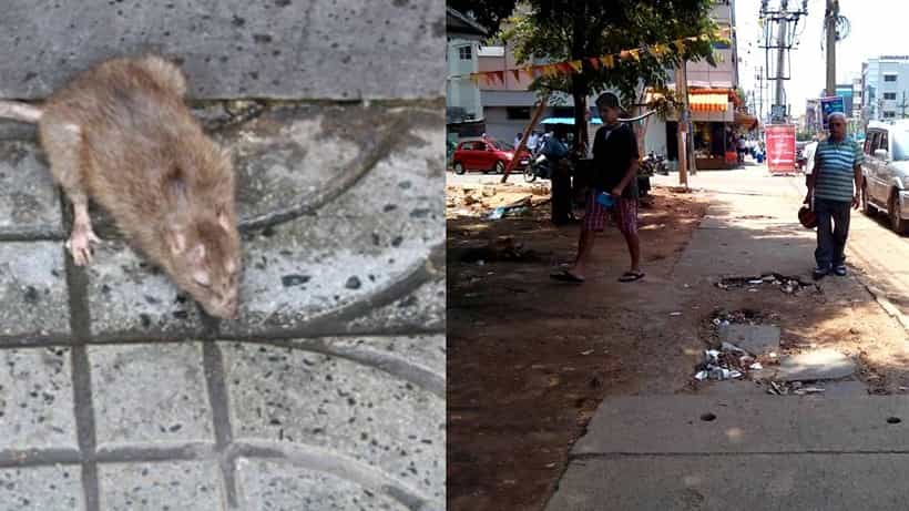 ಬೆಂಗಳೂರಿನ ಫುಟ್ಪಾತ್ಗಳು ಹಾಳಾಗಲು ಇಲಿ, ಹೆಗ್ಗಣಗಳೇ ಕಾರಣವಂತೆ!