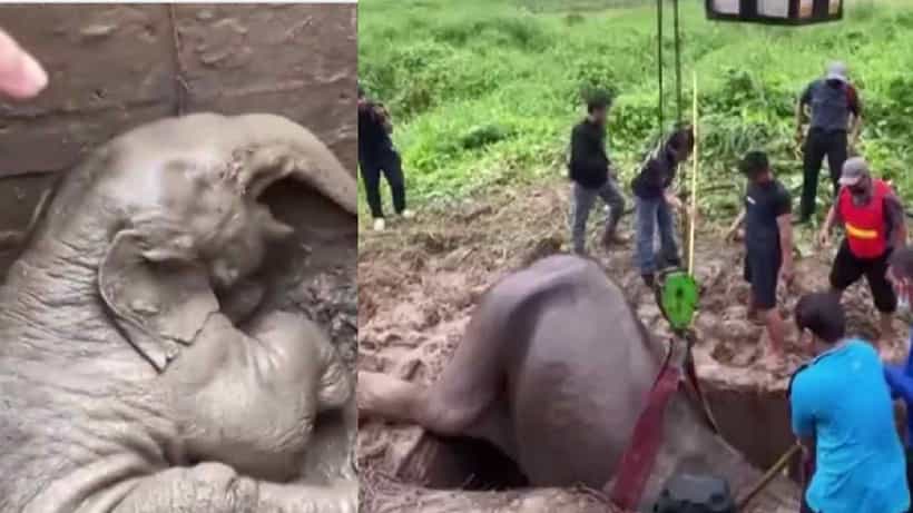 Viral Video: ಮ್ಯಾನ್ಹೋಲ್ಗೆ ಬಿದ್ದ ಆನೆ ಮರಿಯ ರಕ್ಷಣೆ ವೇಳೆ ಉನ್ಮಾದದಿಂದ ಕುಸಿದುಬಿದ್ದ ತಾಯಿ ಆನೆ