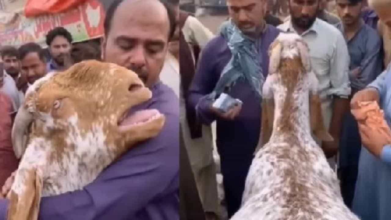 Viral Video: 8ಲಕ್ಷಕ್ಕೆ ಮಾರಾಟವಾದ ಮೇಕೆ ಮಾಲೀಕನನ್ನು ತಬ್ಬಿಕೊಂಡು ಮನುಷ್ಯರಂತೆ ಕೂಗಿದ ವಿಡಿಯೋ ವೈರಲ್ Viral Video: 8ಲಕ್ಷಕ್ಕೆ ಮಾರಾಟವಾದ ಮೇಕೆ ಮಾಲೀಕನನ್ನು ತಬ್ಬಿಕೊಂಡು ಮನುಷ್ಯರಂತೆ ಕೂಗಿದ ವಿಡಿಯೋ ವೈರಲ್