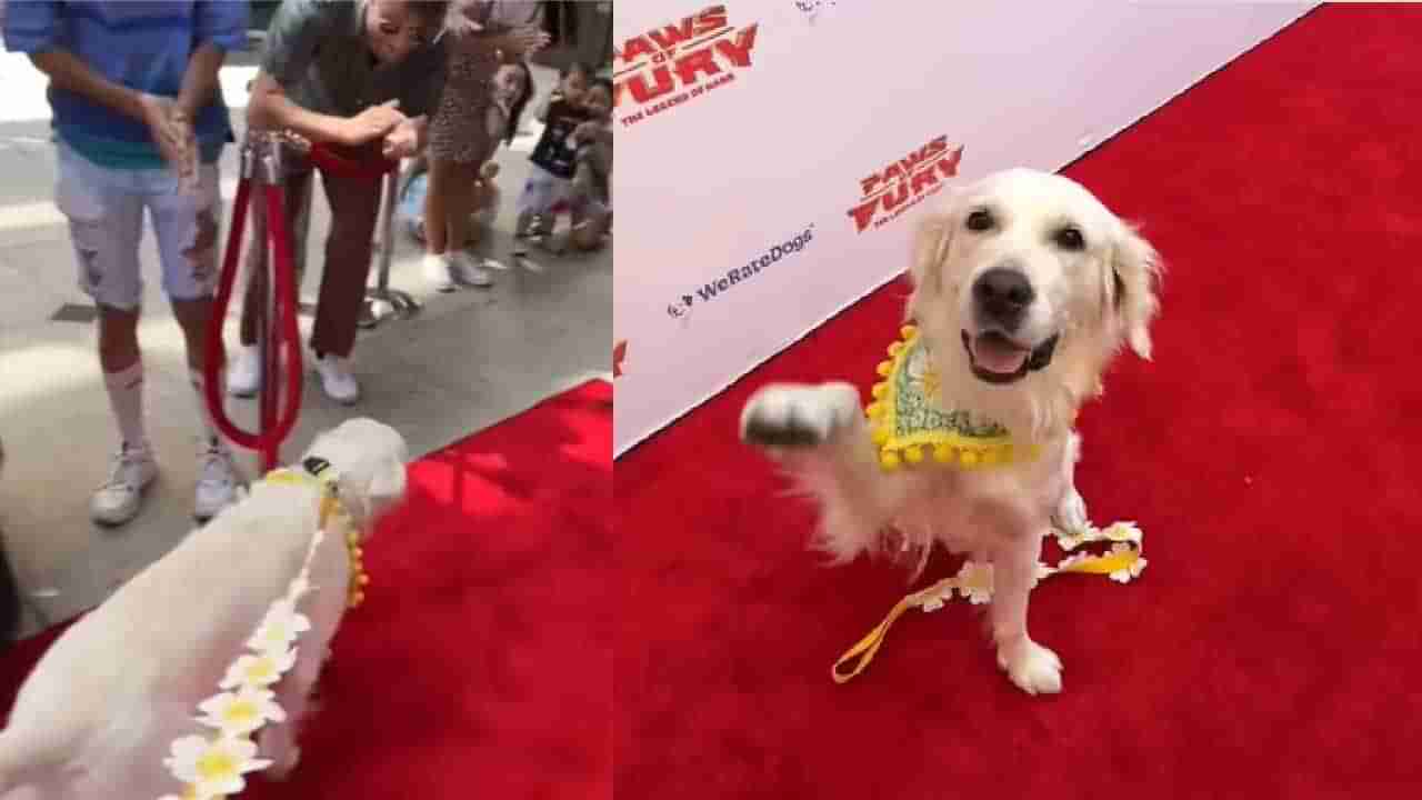 Viral Video: ಯಾವ ನಟ-ನಟಿಯರಿಗೂ ಕಮ್ಮಿ ಇಲ್ಲದಂತೆ ಚಲನಚಿತ್ರ ಪ್ರೀಮಿಯರ್ ಶೋಗೆ ಹೋದ ನಾಯಿಯ ವಿಡಿಯೋ ವೈರಲ್