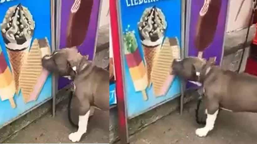 Viral Video: ಐಸ್ಕ್ರೀಂ ತಿನ್ನಲು ಹರಸಾಹಸಪಟ್ಟ ಐಸ್ಕ್ರೀಂ ಪ್ರಿಯ ನಾಯಿ; ವೈರಲ್ ವಿಡಿಯೋ ಇಲ್ಲಿದೆ