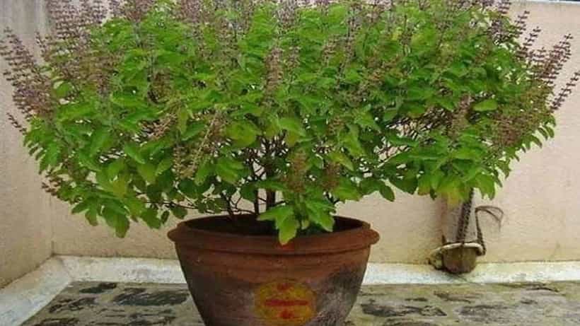 Vastu Tips: ತುಳಸಿ ಗಿಡಕ್ಕೆ ಹಸಿ ಹಾಲು ಅರ್ಪಿಸಿದರೆ ಅದೃಷ್ಟ!, ಗಿಡವನ್ನು ಎಂಥಾ ಪಾಟ್ನಲ್ಲಿ ನೆಡಬೇಕು?