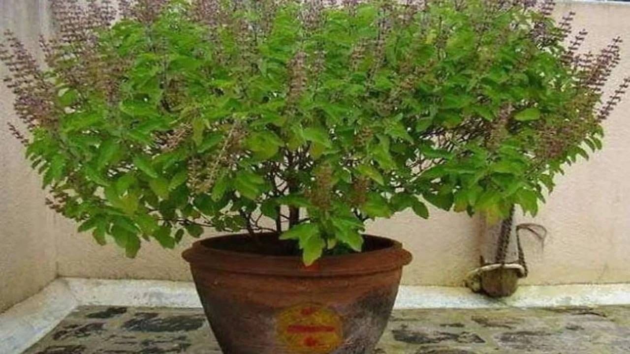 Vastu Tips: ತುಳಸಿ ಗಿಡಕ್ಕೆ ಹಸಿ ಹಾಲು ಅರ್ಪಿಸಿದರೆ ಅದೃಷ್ಟ!, ಗಿಡವನ್ನು ಎಂಥಾ ಪಾಟ್ನಲ್ಲಿ ನೆಡಬೇಕು?