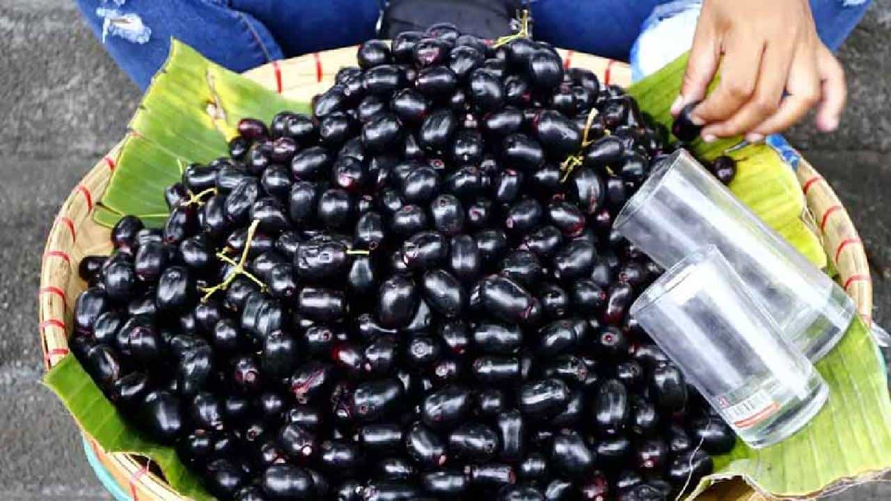 Jamun Fruit: ನೇರಳೆ ಹಣ್ಣು ಸೇವಿಸುವುದು ಮಧುಮೇಹಿಗಳಿಗೆ ಒಳ್ಳೆಯದೋ, ಕೆಟ್ಟದ್ದೋ? Jamun Fruit: ನೇರಳೆ ಹಣ್ಣು ಸೇವಿಸುವುದು ಮಧುಮೇಹಿಗಳಿಗೆ ಒಳ್ಳೆಯದೋ, ಕೆಟ್ಟದ್ದೋ?