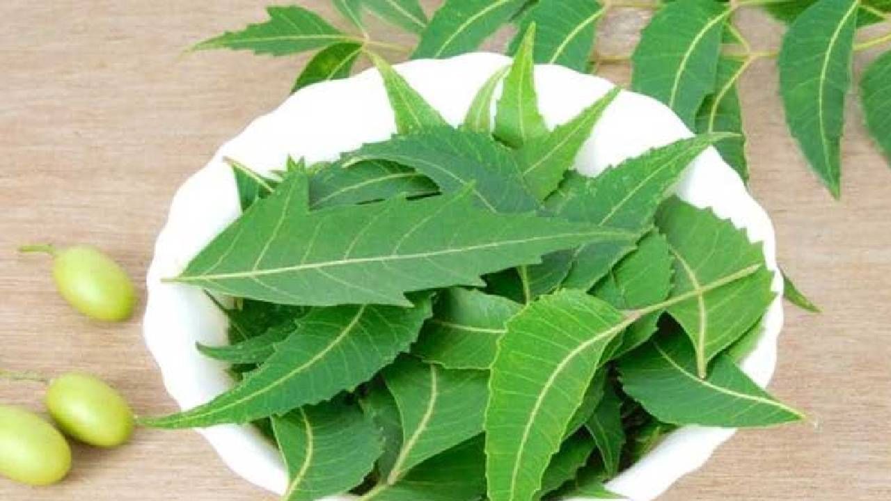 Neem Benefits: ಬೇವು ಎಂದು ಮೂಗು ಮುರಿಯಬೇಡಿ, ಆರೋಗ್ಯ ಪ್ರಯೋಜನಗಳ ಬಗ್ಗೆ ತಿಳಿಯಿರಿ Neem Benefits: ಬೇವು ಎಂದು ಮೂಗು ಮುರಿಯಬೇಡಿ, ಆರೋಗ್ಯ ಪ್ರಯೋಜನಗಳ ಬಗ್ಗೆ ತಿಳಿಯಿರಿ