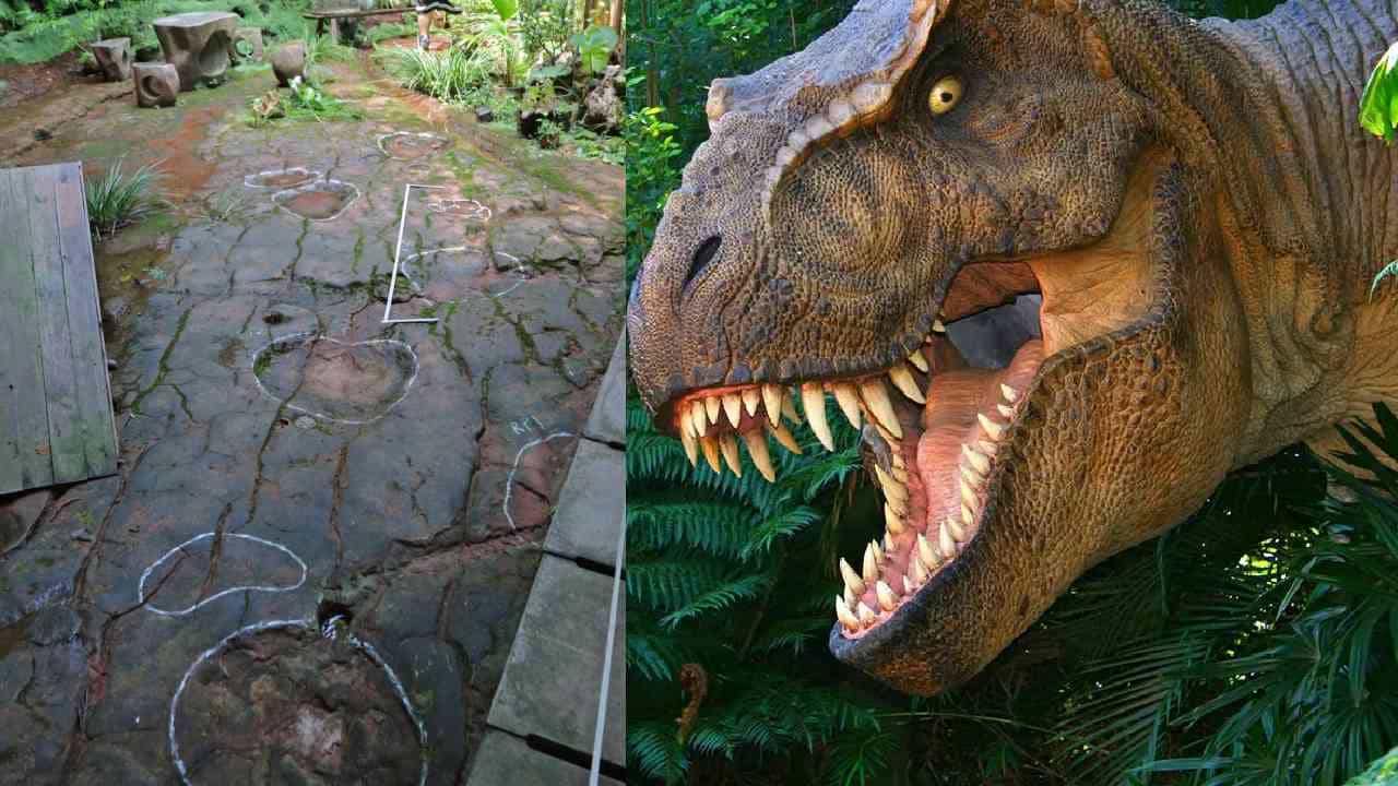 Dinosaur: ರೆಸ್ಟೋರೆಂಟ್ಗೆ ಹೋಗಿದ್ದು ಊಟಕ್ಕೆ, ನೋಡಿದ್ದು ಜಗತ್ತಿನ ಅತಿದೊಡ್ಡ ಪ್ರಾಣಿ ಡೈನೋಸಾರ್ ಹೆಜ್ಜೆ ಗುರುತು! Dinosaur: ರೆಸ್ಟೋರೆಂಟ್ಗೆ ಹೋಗಿದ್ದು ಊಟಕ್ಕೆ, ನೋಡಿದ್ದು ಜಗತ್ತಿನ ಅತಿದೊಡ್ಡ ಪ್ರಾಣಿ ಡೈನೋಸಾರ್ ಹೆಜ್ಜೆ ಗುರುತು!