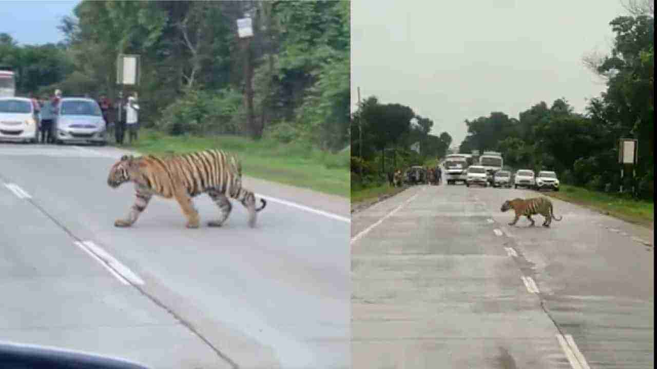 Viral Video: ಹುಲಿ ರಸ್ತೆ ದಾಟಲು ವಾಹನಗಳನ್ನು ತಡೆದ ಟ್ರಾಫಿಕ್ ಪೊಲೀಸರು; ಭಾರೀ ವೈರಲ್ ಆಗುತ್ತಿದೆ ವಿಡಿಯೋ