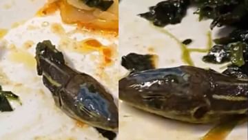 Viral Video: ವಿಮಾನದ ಸಸ್ಯಾಹಾರ ಊಟದಲ್ಲಿ ಕತ್ತರಿಸಿದ ಹಾವಿನ ತಲೆ ಪತ್ತೆ! ವೈರಲ್ ವಿಡಿಯೋ ಇಲ್ಲಿದೆ