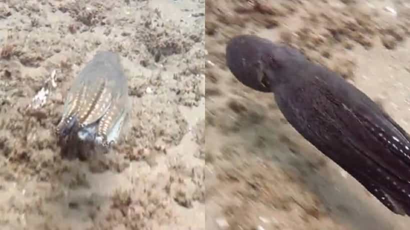 Viral Video: ನೀರಿನಲ್ಲಿ ಆಕ್ಟೋಪಸ್ಗಳು ಬಣ್ಣ ಬದಲಾಯಿಸುತ್ತವೆ ಎಂದು ತಿಳಿದಿದೆಯಾ? ಇಲ್ಲಿದೆ ನೋಡಿ ವಿಡಿಯೋ