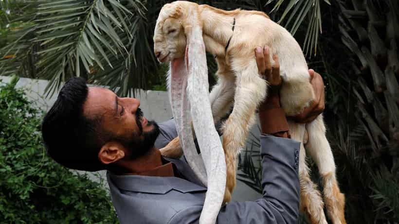 Viral Pic: 1 ತಿಂಗಳ ಮೇಕೆ ಮರಿಗೆ 56 ಸೆ.ಮೀ. ಉದ್ದದ ಕಿವಿಗಳು! ವೈರಲ್ ಆಗುತ್ತಿರುವ ಮೇಕೆಯ ಫೋಟೋ ಇಲ್ಲಿದೆ