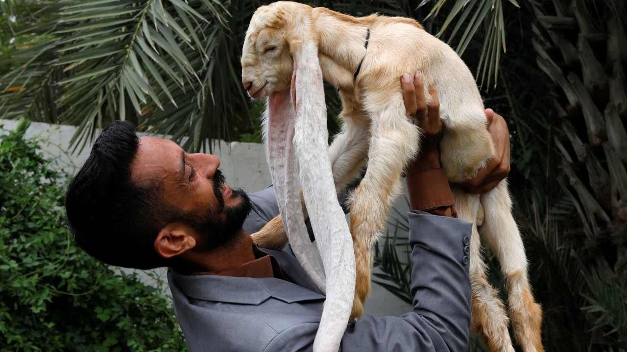 Viral Pic: 1 ತಿಂಗಳ ಮೇಕೆ ಮರಿಗೆ 56 ಸೆ.ಮೀ. ಉದ್ದದ ಕಿವಿಗಳು! ವೈರಲ್ ಆಗುತ್ತಿರುವ ಮೇಕೆಯ ಫೋಟೋ ಇಲ್ಲಿದೆ Viral Pic: 1 ತಿಂಗಳ ಮೇಕೆ ಮರಿಗೆ 56 ಸೆ.ಮೀ. ಉದ್ದದ ಕಿವಿಗಳು! ವೈರಲ್ ಆಗುತ್ತಿರುವ ಮೇಕೆಯ ಫೋಟೋ ಇಲ್ಲಿದೆ