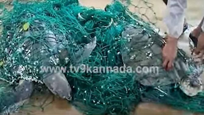 ಕಾರವಾರದ ಮೀನುಗಾರರ ಬಲೆಗೆ ಬಿದ್ದವೆರಡು ಆಲಿವ್ ರಿಡ್ಲೀ ಆಮೆಗಳು! ಕಾರವಾರದ ಮೀನುಗಾರರ ಬಲೆಗೆ ಬಿದ್ದವೆರಡು ಆಲಿವ್ ರಿಡ್ಲೀ ಆಮೆಗಳು!