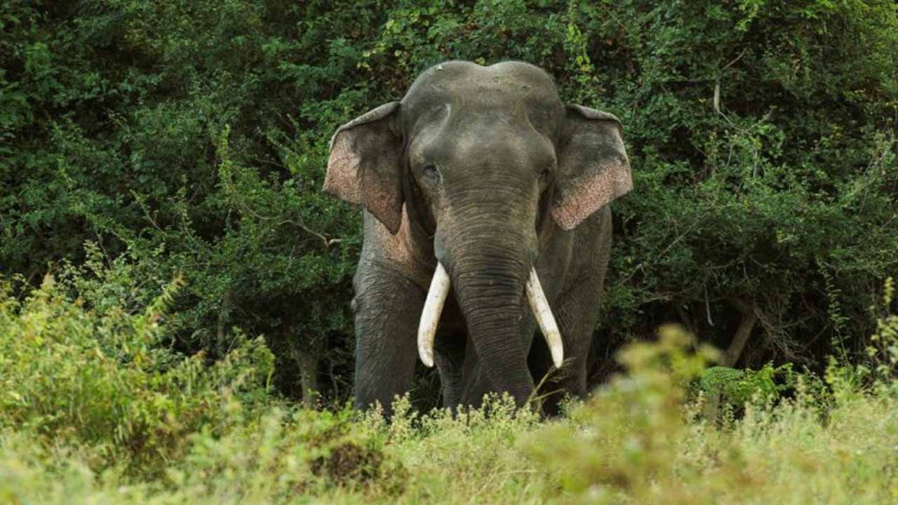 ಕೇರಳ ಕಾಡಿನಲ್ಲಿ ಹೋಗುತ್ತಿದ್ದಾಗ ಮುಖಾಮುಖಿಯಾದ ಆನೆಯಿಂದ ಈ ಬೈಕರ್ ನ ಪ್ರಾಣವುಳಿಸಿದ್ದು ಅವರ ಸಮಯಪ್ರಜ್ಞೆ