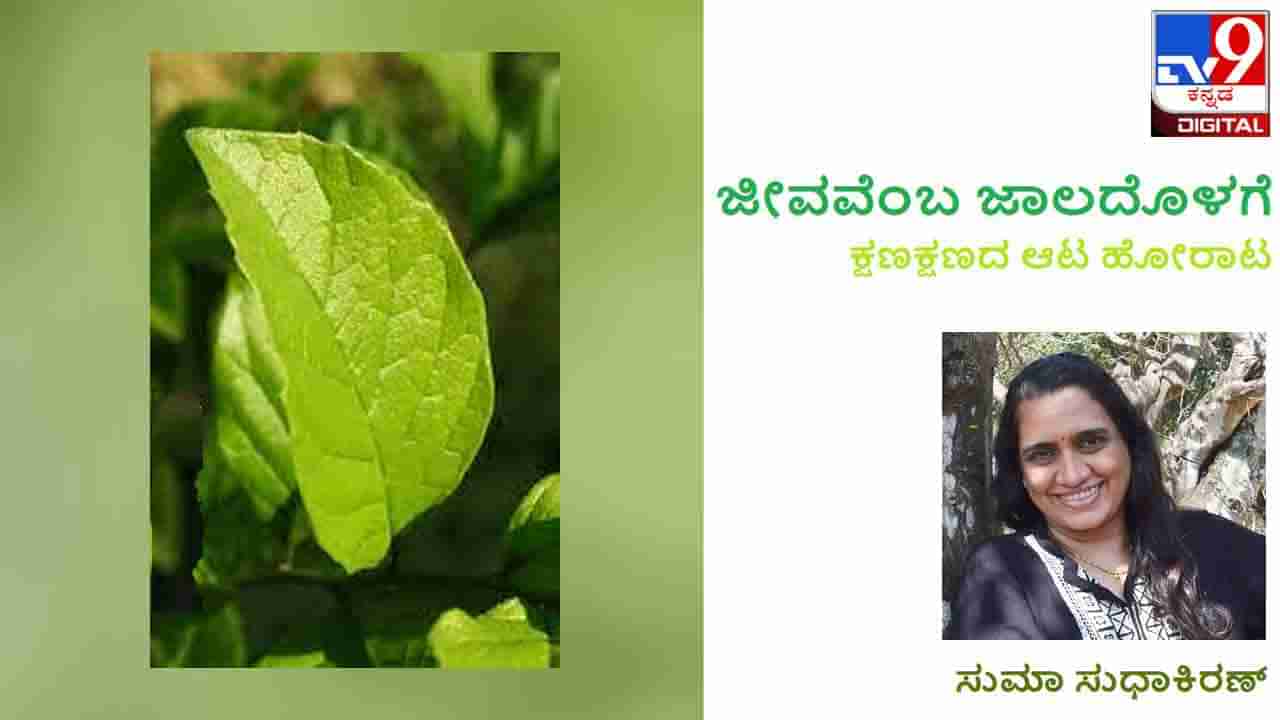 Science and Environment : ಜೀವವೆಂಬ ಜಾಲದೊಳಗೆ; ಏನಿದು ಮರಳುಕಾಗದದ ಎಲೆ?