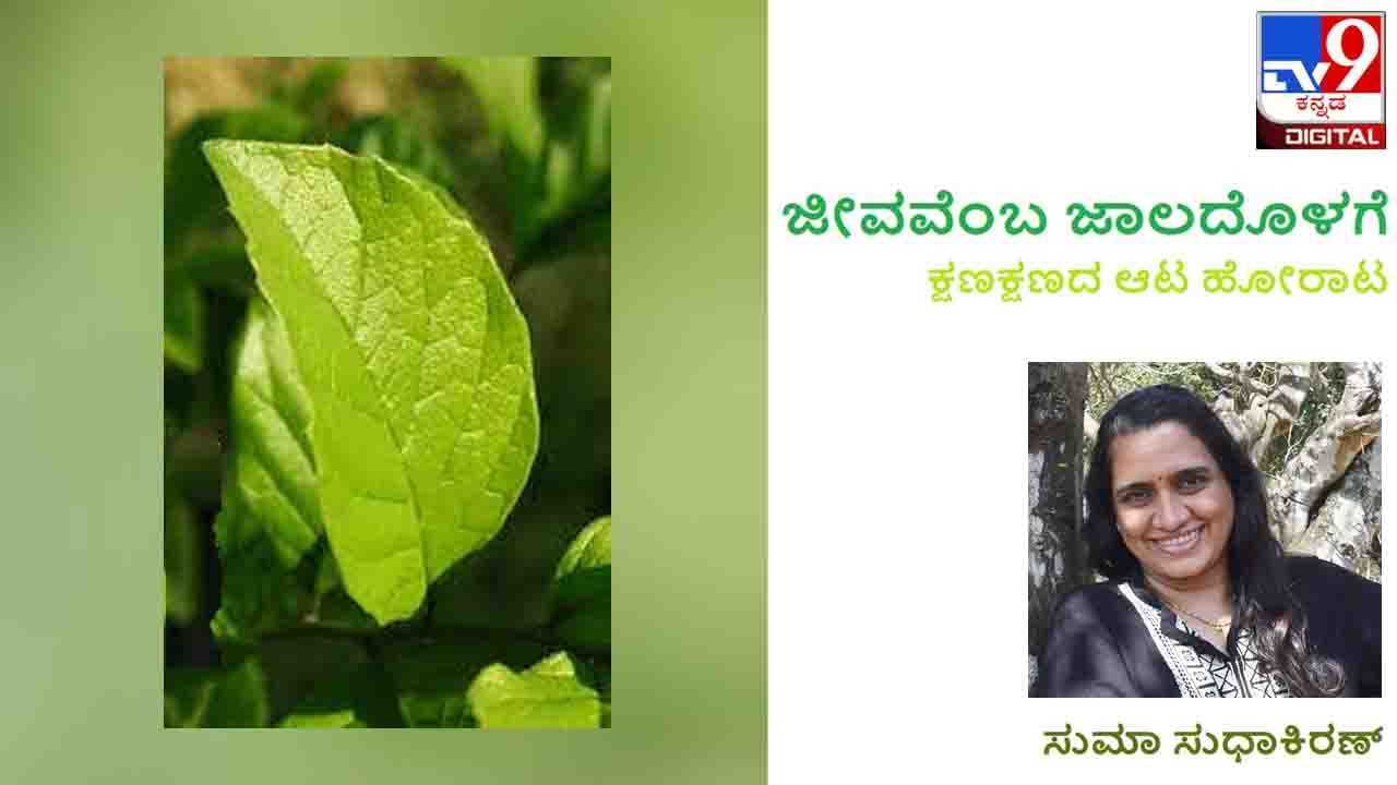 Science and Environment : ಜೀವವೆಂಬ ಜಾಲದೊಳಗೆ; ಏನಿದು ಮರಳುಕಾಗದದ ಎಲೆ? Science and Environment : ಜೀವವೆಂಬ ಜಾಲದೊಳಗೆ; ಏನಿದು ಮರಳುಕಾಗದದ ಎಲೆ?