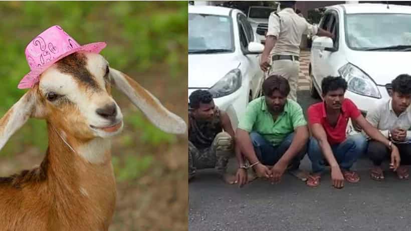 Crime News: ಬಕ್ರೀದ್ಗಾಗಿ 250 ಮೇಕೆ ಕದ್ದ ಖತರ್ನಾಕ್ ಗ್ಯಾಂಗ್ ಅರೆಸ್ಟ್..!